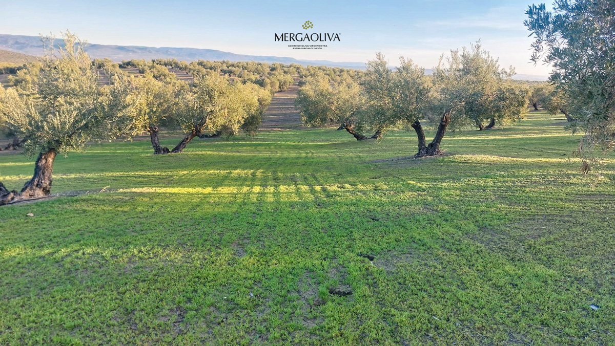 Olivar con cubierta vegetal